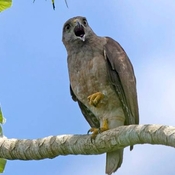 Ridgway's Hawk